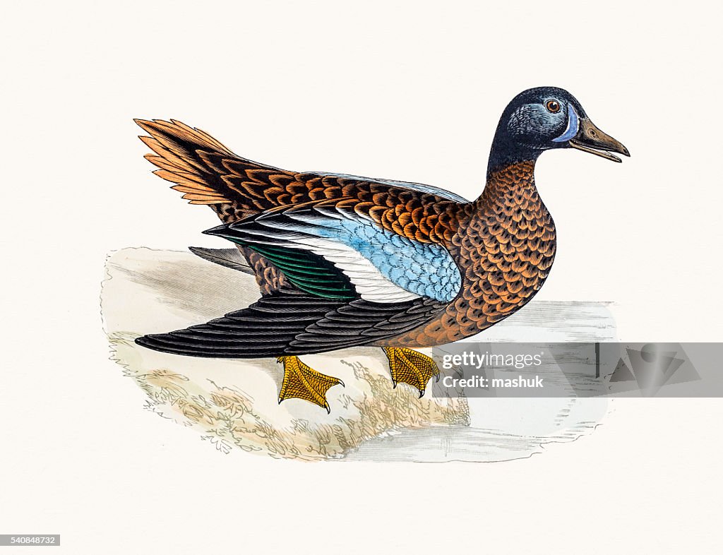 Blue-winged Teal Duck Waterfowl bird