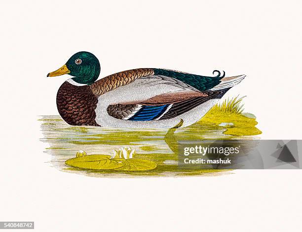 wild duck waterfowl bird - bird migration stock illustrations