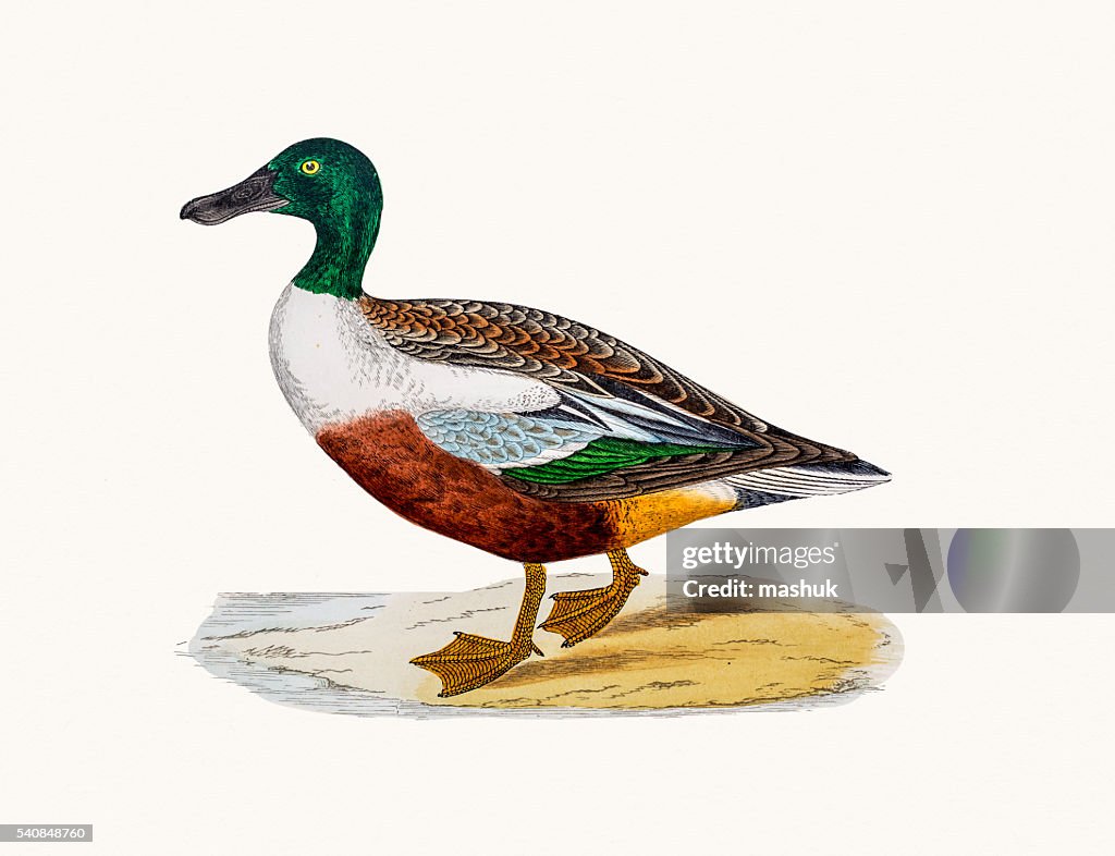 Northern Shoveler Duck Waterfowl bird
