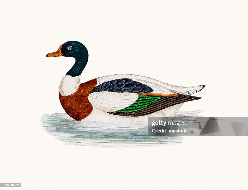Shelduck Tadorna Duck Waterfowl bird