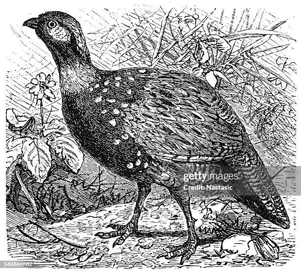 francolin pheasant (pternistis vulgaris) - pheasant feathers stock illustrations