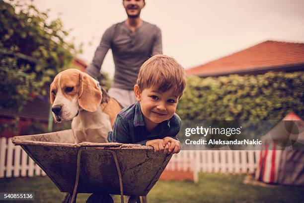 boys having fun - autumn dog stock pictures, royalty-free photos & images