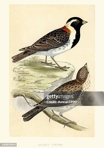 natural history - birds - lapland longspur - bunt stock illustrations