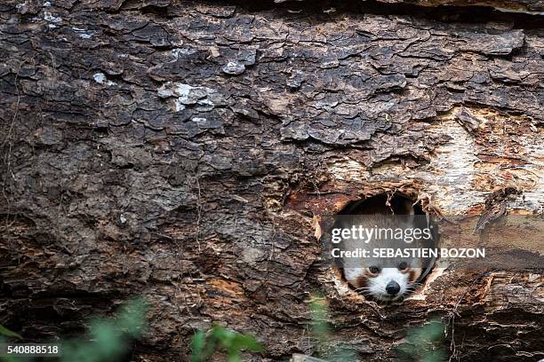 Red panda hides on a branch during the inauguration of the new enclosure "Asian space" hosting new animals like red pandas, otters and muntjacs, at...