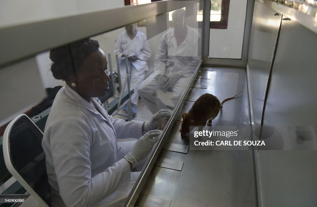 Tuberculosis Rats A lab technician looks at an African giant pouched rat sniffing... News ...