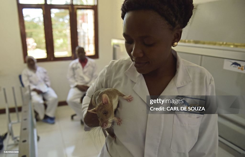 TANZANIA-HEALTH-TUBERCULOSIS-RATS