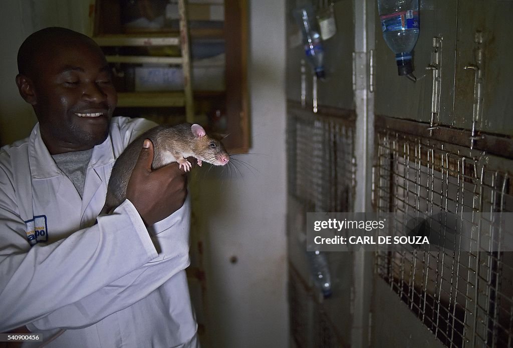Tuberculosis Rats A lab technician holds an African giant pouched rat at APOPO's... News ...