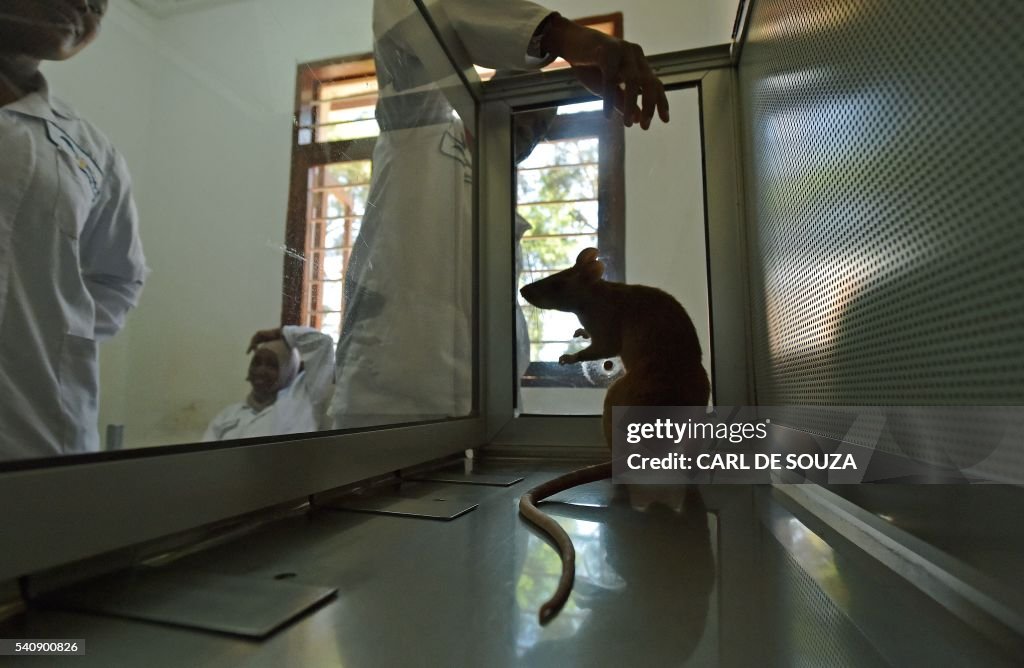 Tuberculosis Rats Lab technicians work with an African giant pouched rat at APOPO's ...