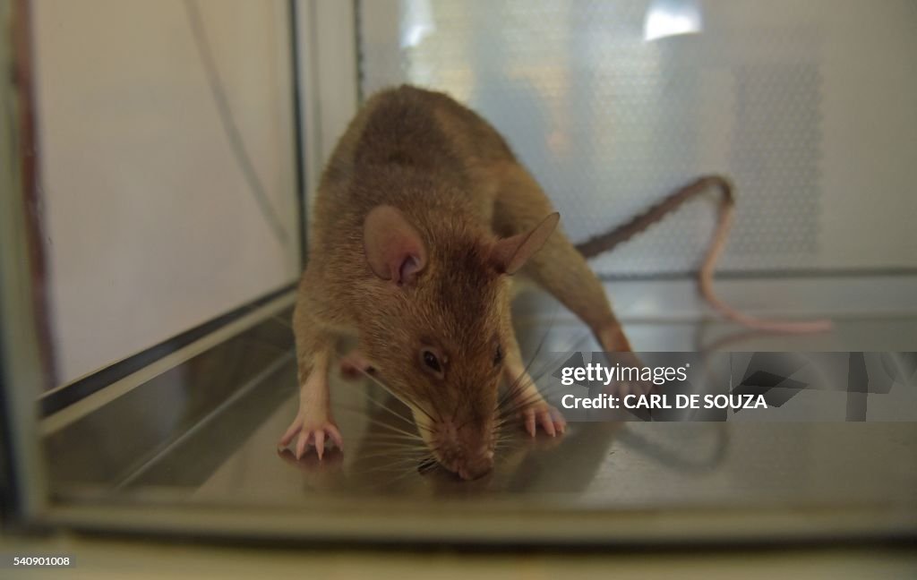 Tuberculosis Rats A photo shows an African giant pouched rat at APOPO's training... News ...