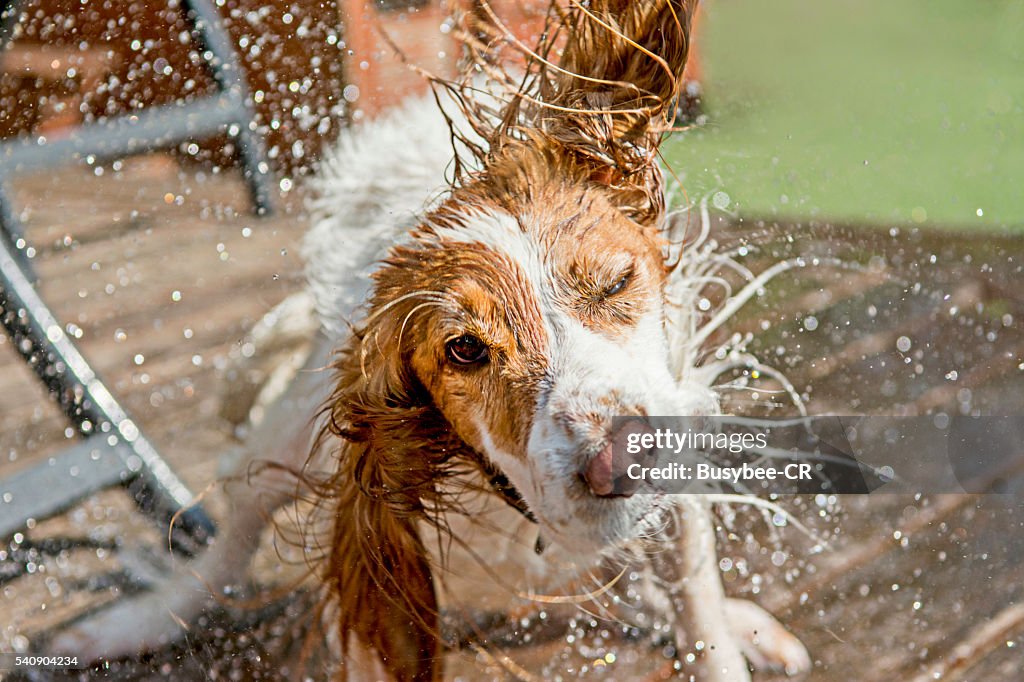 A cocker spaniel dog shaking off water