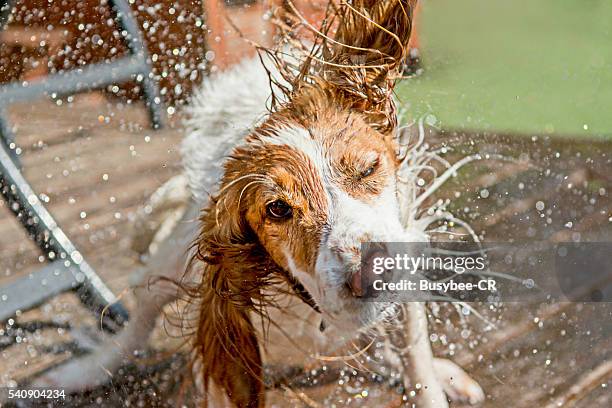 a cocker spaniel dog shaking off water - summer heat stock pictures, royalty-free photos & images