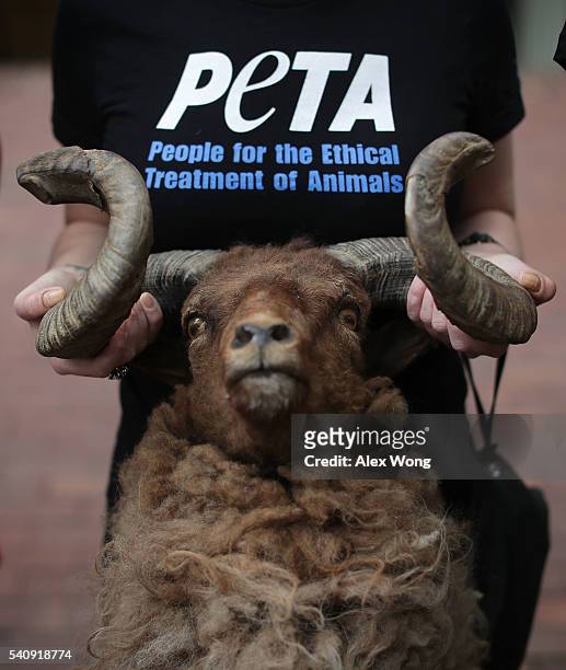 Member of People for the Ethical Treatment of Animals holds an animal head as she demonstrates outside a National Rifle Association location on June...