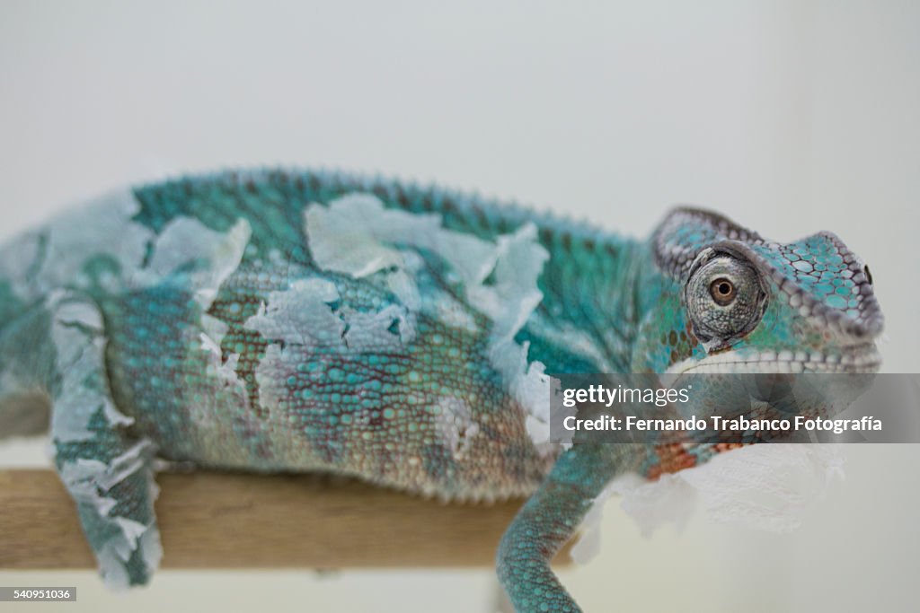 A Panther Chameleon (Chamaeleo pantheri) shedding its skin
