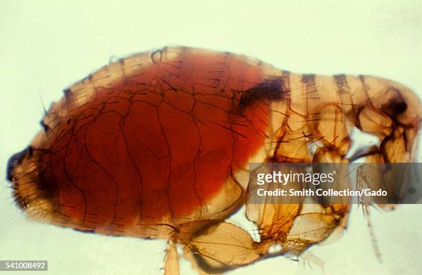 Xenopsylla cheopis, Oriental rat flea, with a proventricular plague mass, 1981. During feeding, the flea draws viable Y. Pestis organisms into its...