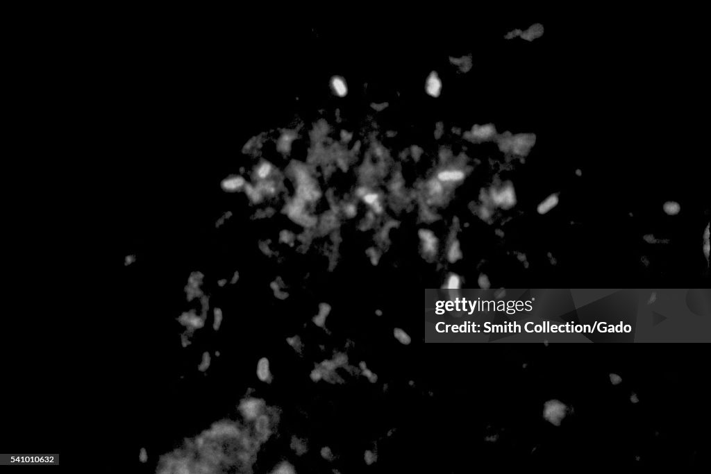 Salmonella Sp. Bacteria