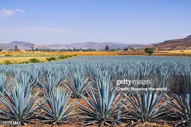 land of blue agave - blue agave stock-fotos und bilder