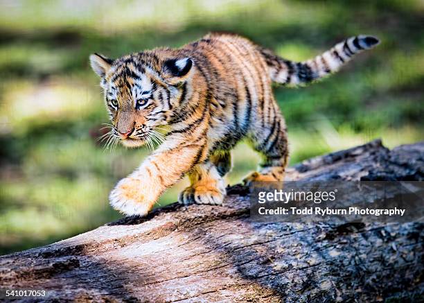 babytiger walking on fallen log - tiger cub - fotografias e filmes do acervo