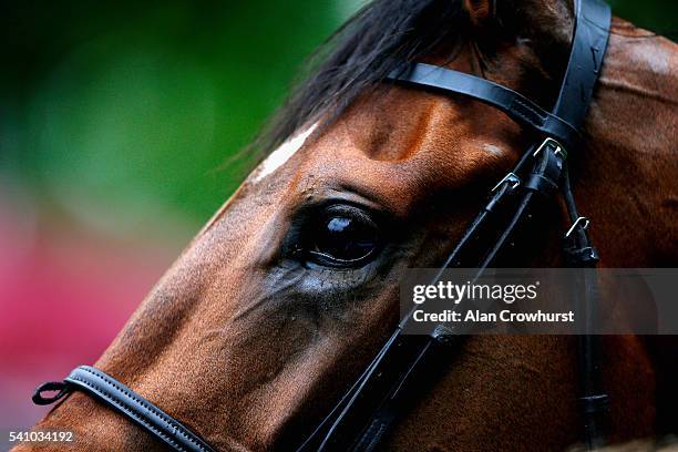 General view of a horse on day 5 of Royal Ascot at Ascot Racecourse on June 18, 2016 in Ascot, England.