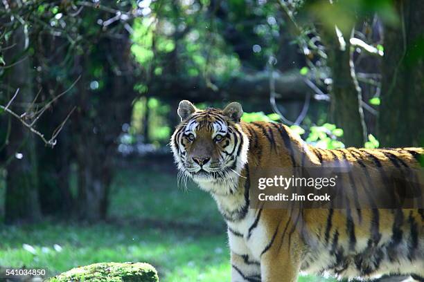 tiger - tigre da sibéria - fotografias e filmes do acervo