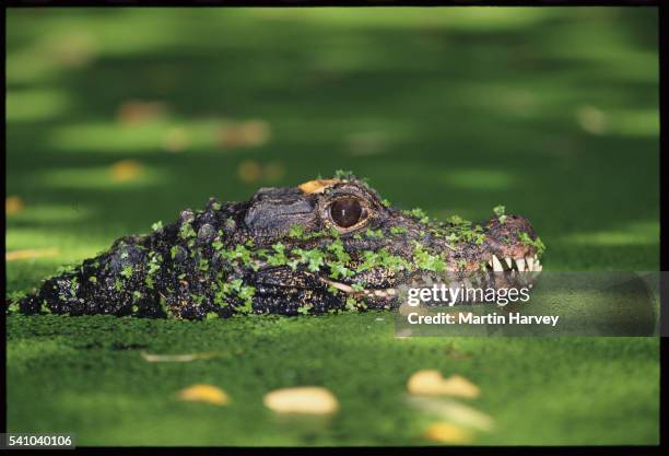 west african dwarf crocodile covered with algae - african dwarf crocodile stock pictures, royalty-free photos & images