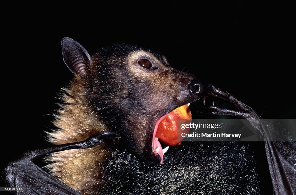 Spectacled Flying Fox Eating Fruit
