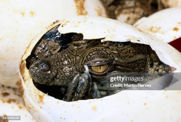 nile crocodile hatching - schiusura delle uova foto e immagini stock