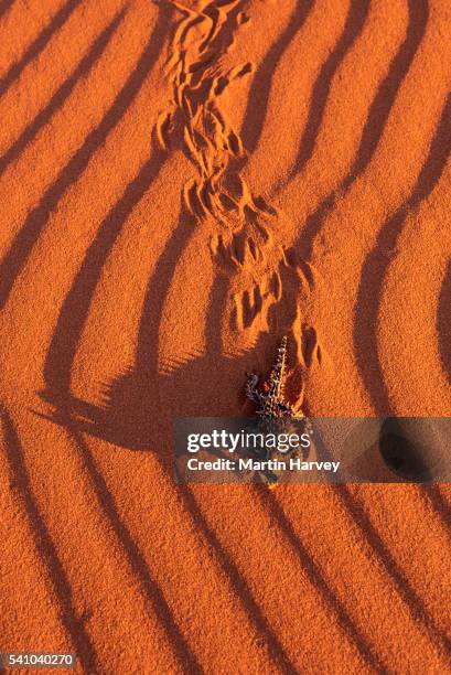 thorny devil lizard walking across sand - diabo espinhoso imagens e fotografias de stock