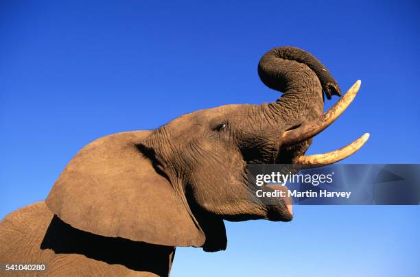 young african elephant bull - elefante fotografías e imágenes de stock