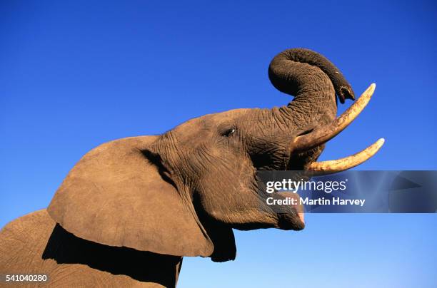 young african elephant bull - african elephants stock pictures, royalty-free photos & images