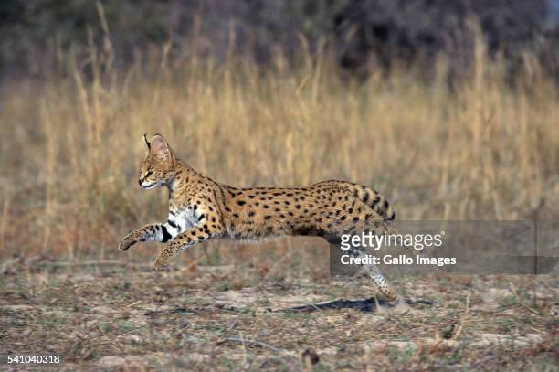 serval running - serval stockfoto's en -beelden