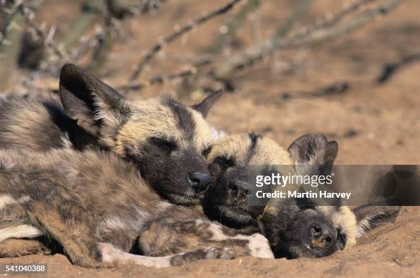 african wild dog pups huddle together for warmth - african wild dog stock pictures, royalty-free photos & images