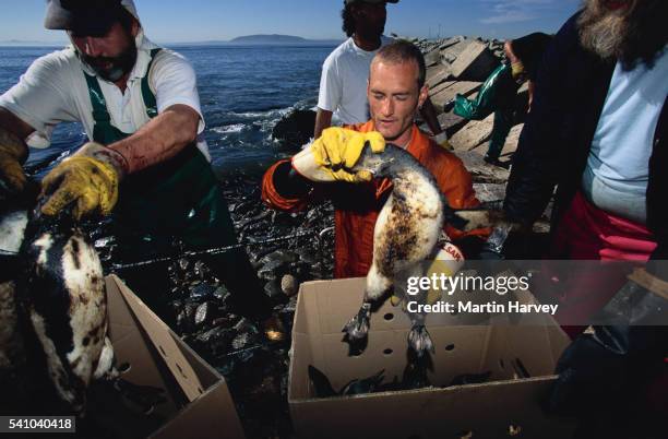 rescue workers catch oiled penguins - oil slick stock pictures, royalty-free photos & images