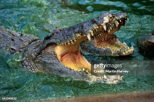 nile crocodiles with open mouths - krokodillenfamilie stockfoto's en -beelden