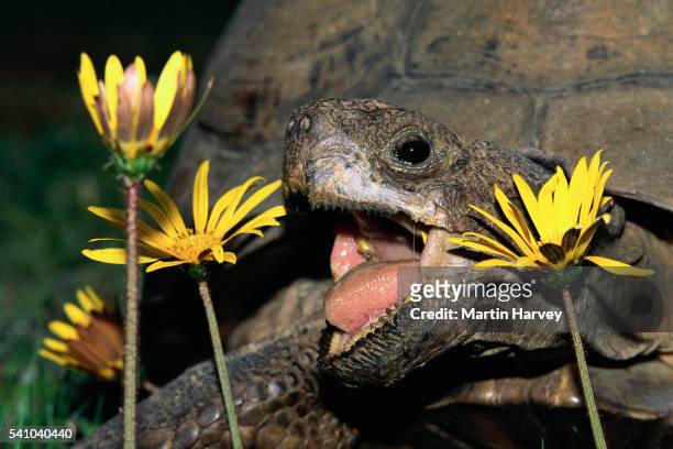 leopard tortoise feeding on daisies - animal mouth open stock pictures, royalty-free photos & images