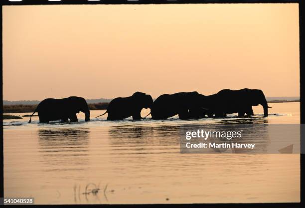 african elephants crossing the chobe river - chobe national park stock pictures, royalty-free photos & images