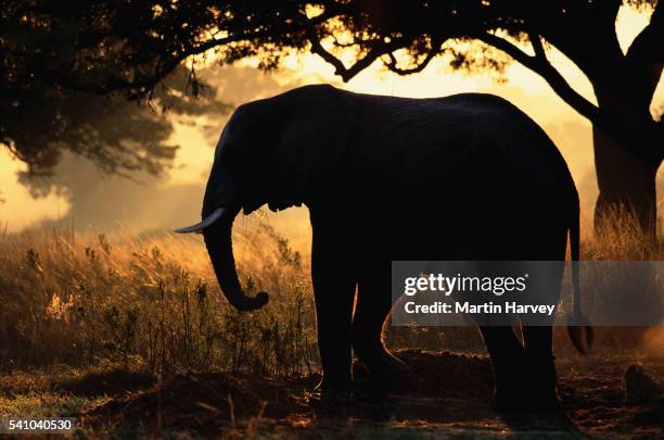 african elephant at sunset - african elephants sunset stock pictures, royalty-free photos & images