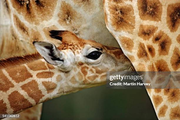 baby giraffe suckling - lake nakuru stock pictures, royalty-free photos & images