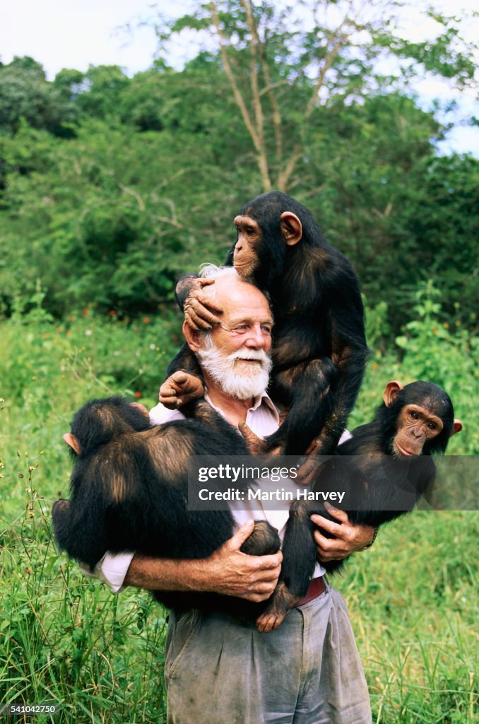 David Siddle David Siddle Carrying Chimpanzees Photo - Getty Images