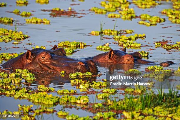 submerged hippopotamus - luangwa national park bildbanksfoton och bilder