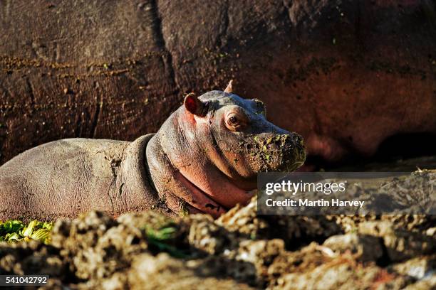 baby calf alongside adult - baby hippo stock pictures, royalty-free photos & images