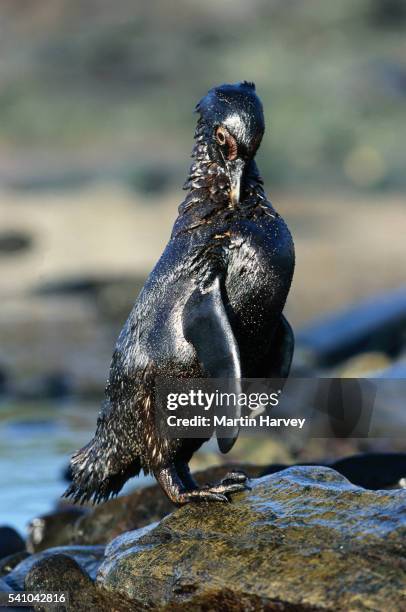 jackass penguin - ölpest stock-fotos und bilder