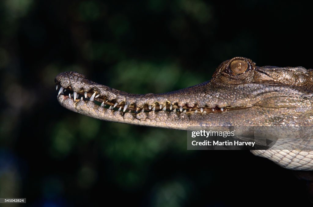 Slender-snouted Crocodile