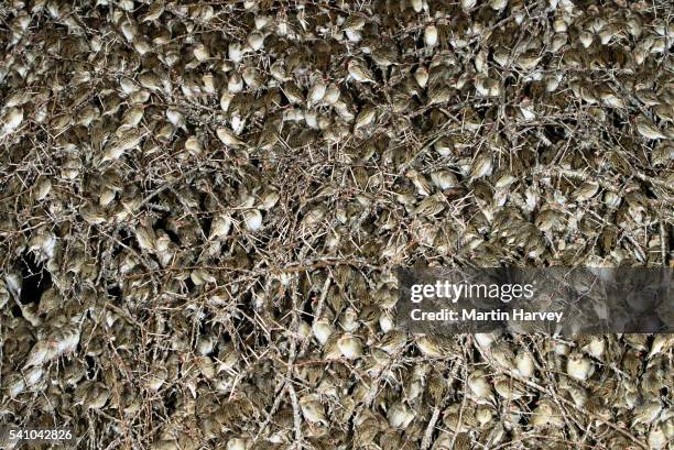 red-billed quelea roosting - red billed queleas stock pictures, royalty-free photos & images