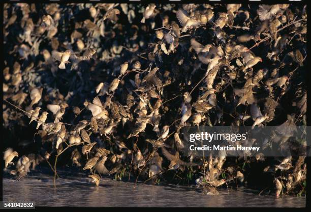 red-billed quelea roosting - red billed quelea (quelea quelea) stock pictures, royalty-free photos & images