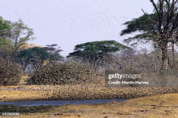 red-billed quelea in flight - red billed quelea (quelea quelea) stock pictures, royalty-free photos & images