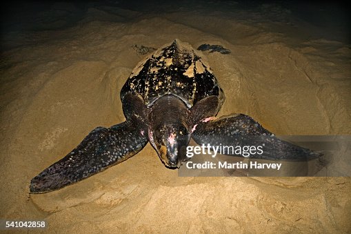 Nesting Leatherback Turtle Nesting Leatherback Turtle