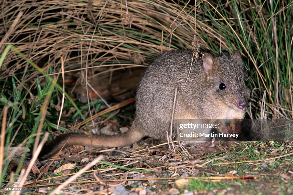 Brush-tailed Bettong
