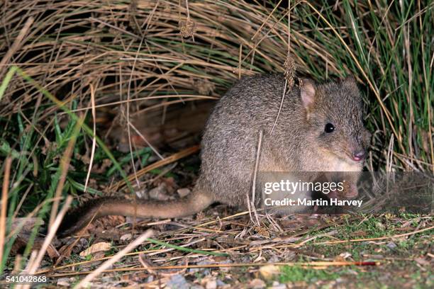 Brushtailed Bettong High-Res Stock Photo