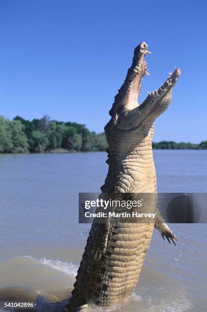 estuarine / saltwater crocodile in the adelaide river - crocodile fotografías e imágenes de stock