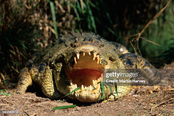 estuarine / saltwater crocodile - crocodile marin d'australie photos et images de collection